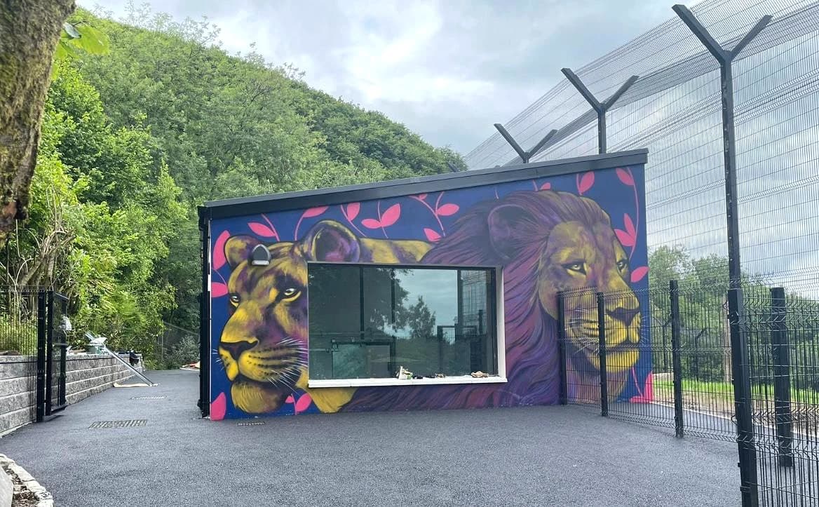 Belfast City Zoo - completed lion house with mural and viewing window